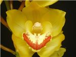 Tracey Redaway Geyserland Orchidaceae