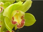 Vanguard Orchidaceae