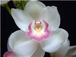 Virgin Orchidaceae