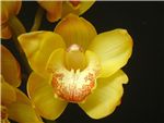Waikanae Gold Orchidaceae
