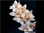 White Orchidaceae