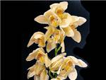 Yellow Orchidaceae