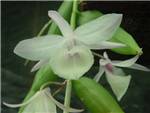 Dendrobium Alba