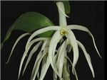 Amboinense Orchidaceae