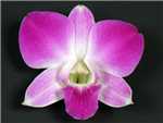 Anna Orchidaceae