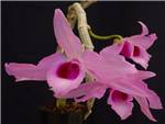 Anosmum Orchidaceae