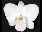 Areca Orchidaceae