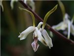 Bicaudatum Orchidaceae