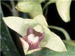 Bifalce Orchidaceae