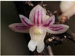 Blume Orchidaceae