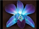 Bom Dyed Blue Orchidaceae