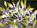 Canaliculatum Orchidaceae