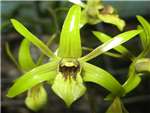 Capra Orchidaceae