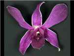 Chanel Blue Orchidaceae