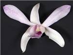 Chanel Orchidaceae