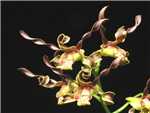 Cochliodes Orchidaceae