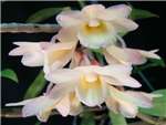 Crocatum Orchidaceae