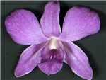 Dark Blue Orchidaceae