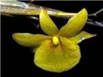 Dixanthum Orchidaceae