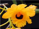 Fimbriatum Orchidaceae