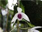 Huttonii Orchidaceae