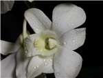 Jumbo White Orchidaceae
