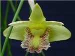 Junceum Orchidaceae