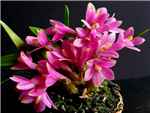 Laevifolium Orchidaceae