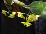 Lamellatum Orchidaceae