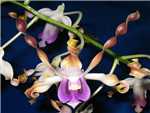Lasianthera Orchidaceae