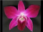Madame 2 Orchidaceae