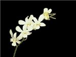 Madame Pompadour White HFC Orchidaceae