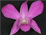 Noreen Orchidaceae