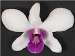 Purple Crown Orchidaceae