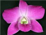 Queen Pink Orchidaceae