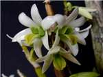 Scabrilingue Orchidaceae
