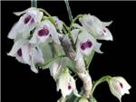 Semi Alba Orchidaceae