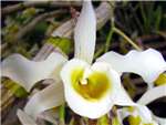 Signatum Orchidaceae