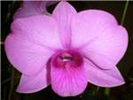 Superbum Alba x Orchidaceae