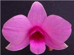Superbum Orchidaceae