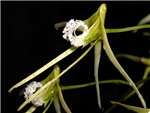 Teretifolium Orchidaceae
