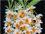 Thyrsiflorum Orchidaceae
