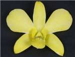White Dyed Yellow Orchidaceae