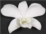 White Orchidaceae