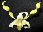 broomfieldii x Silver Wake Orchidaceae