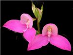 Kewensis Orchidaceae