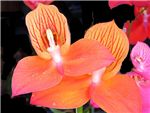 Orange Orchidaceae
