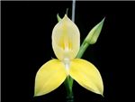 Yellow Orchidaceae