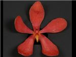 Arand Red Orchidaceae