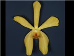 Aranda Yellow Orchidaceae